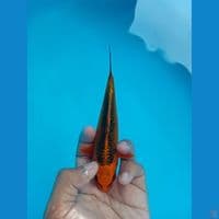 KIN MATSUBA 15CM