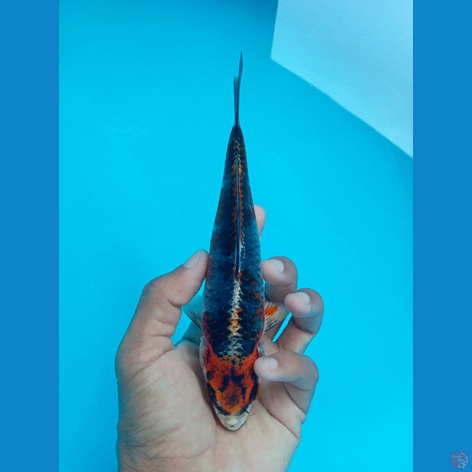 BENI GINGA 19CM