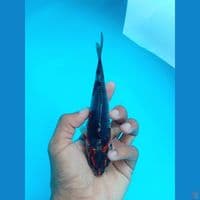 BENI GINGA 17CM