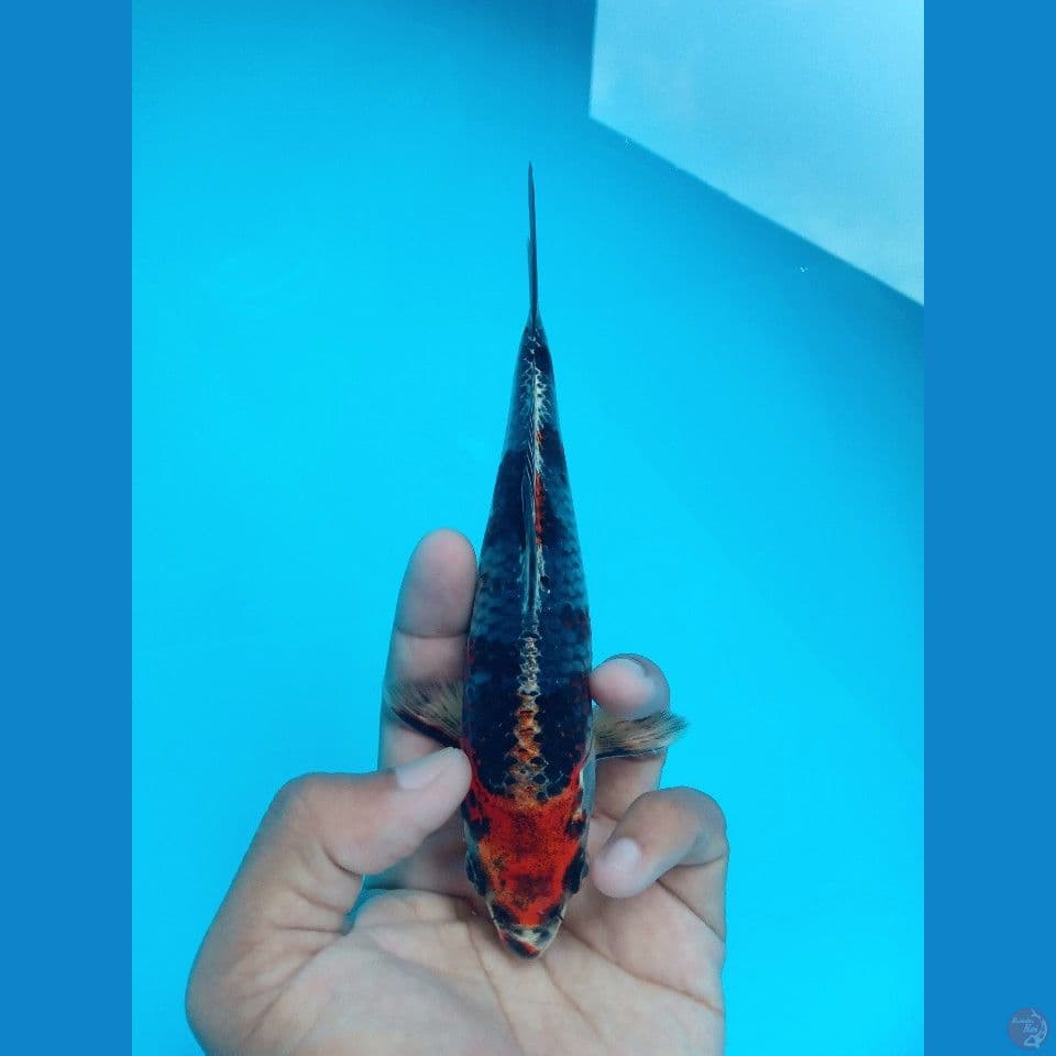BENI GINGA 17CM
