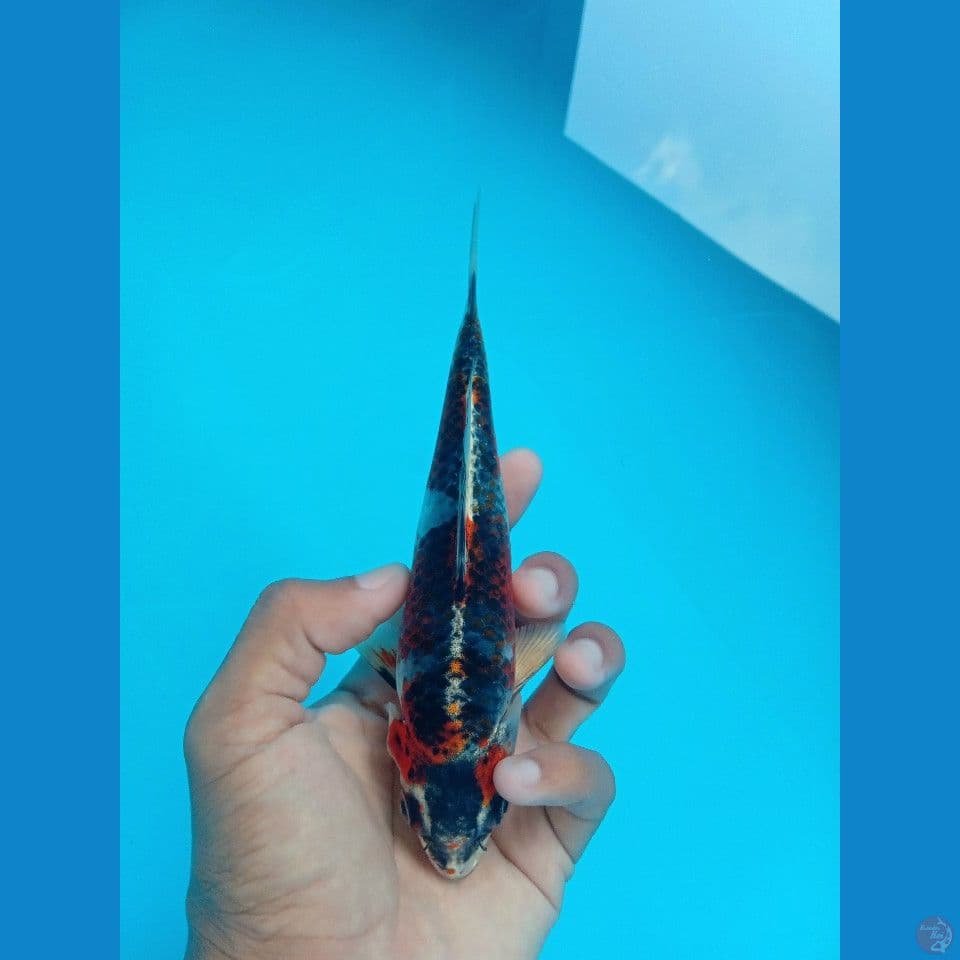 BENI GINGA 18CM
