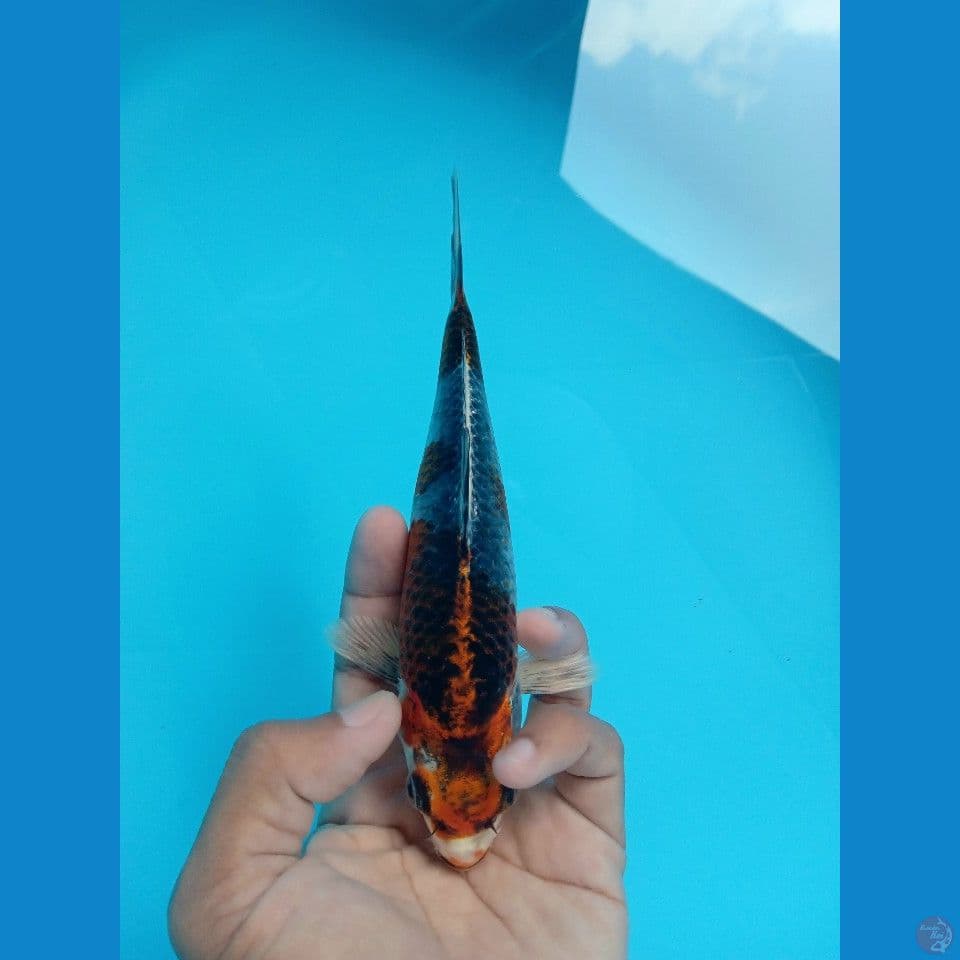 BENI GINGA 18CM