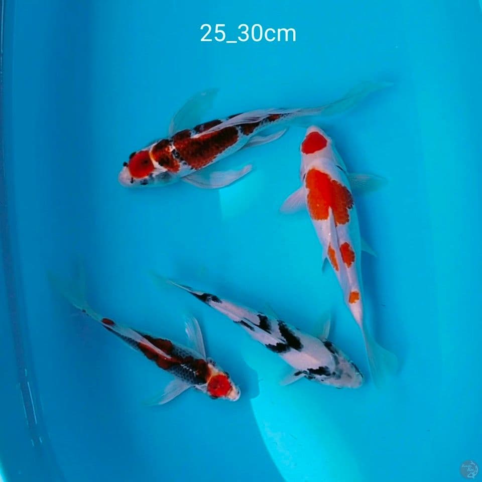 ciamik 25_30'cm