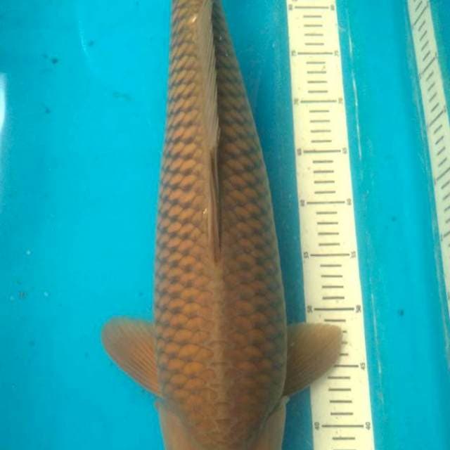 Chagoi import Marudo