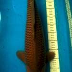 Chagoi import Marudo