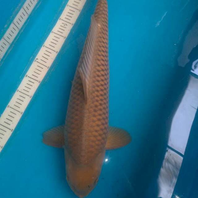Chagoi import Marudo