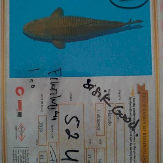 Chagoi import Marudo