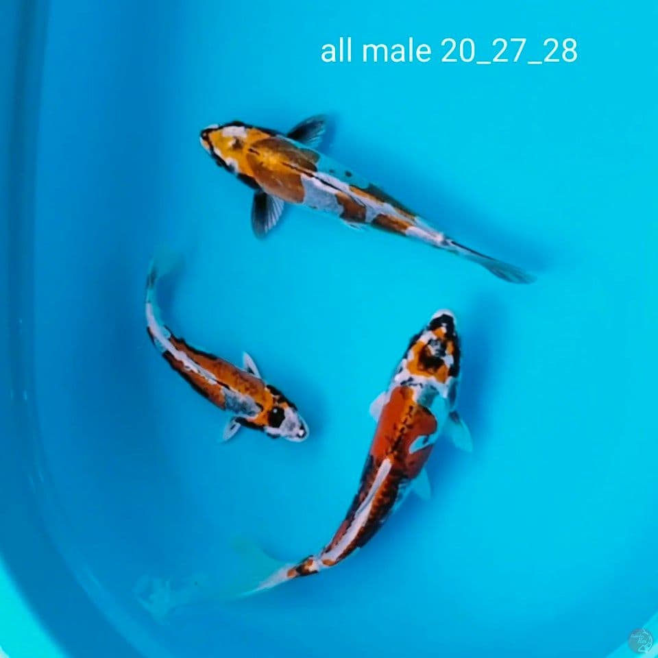 kiko sq 20_27_28cm