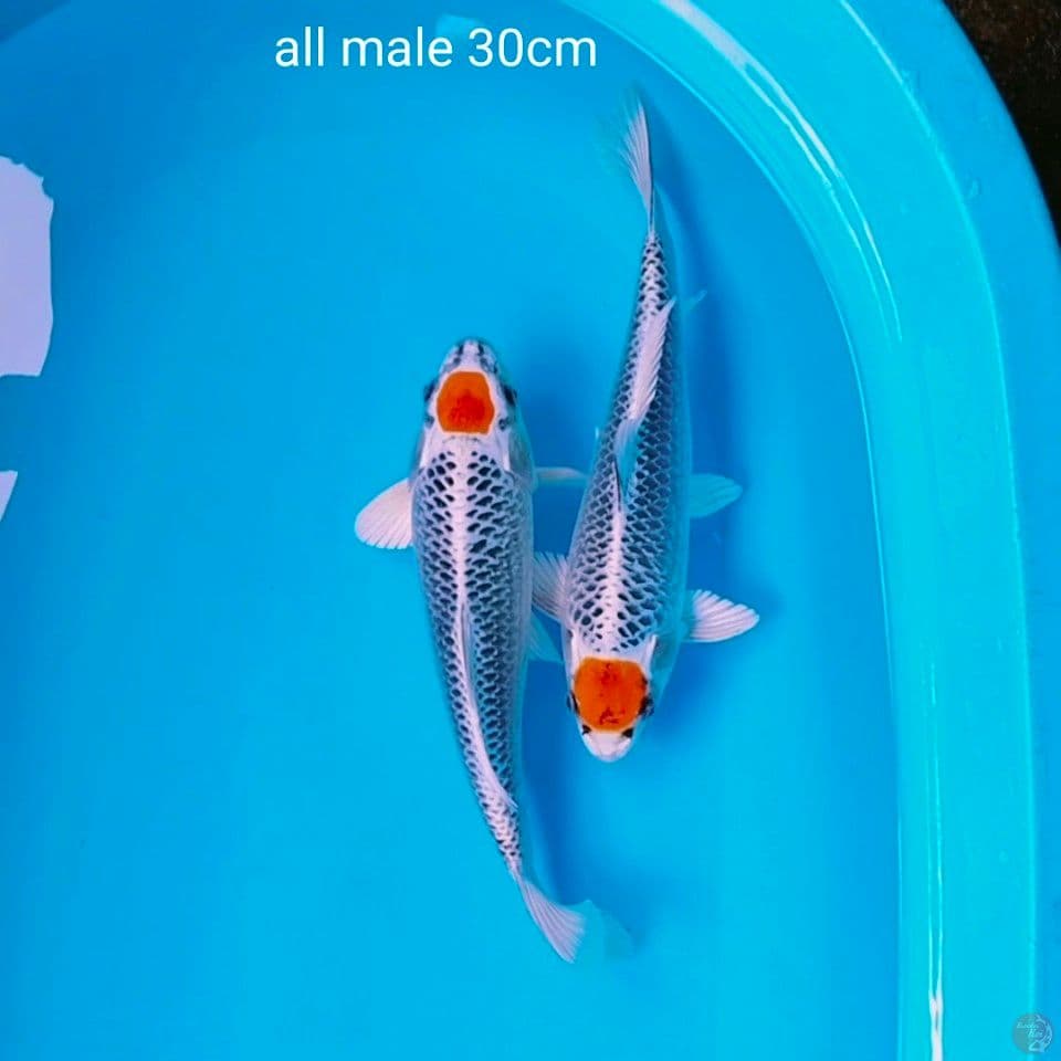 tc kujaku ori male 30cm