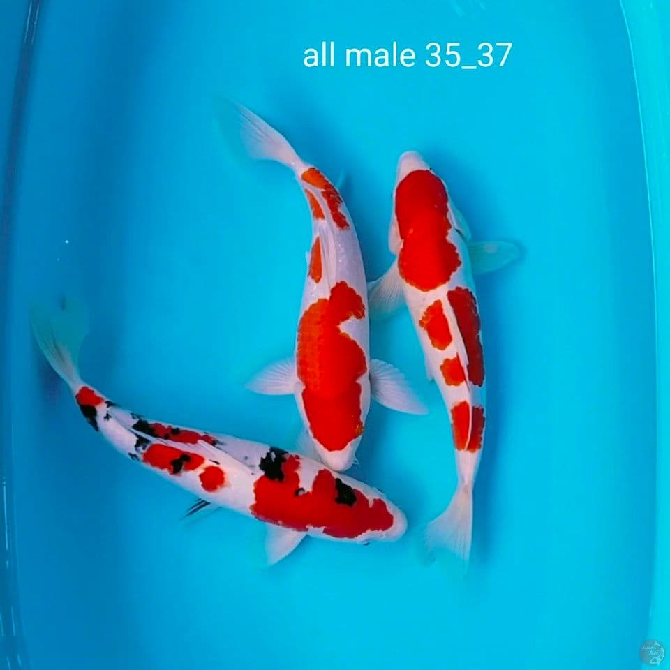 sq 35_37cm male