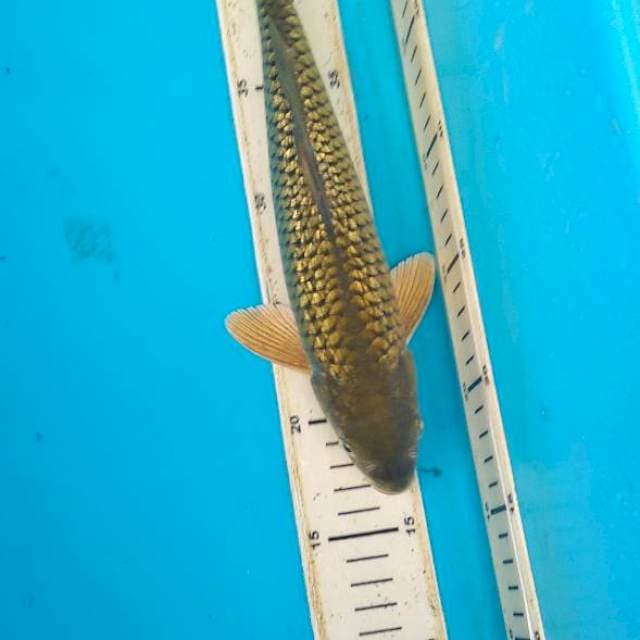 midori 30 cm