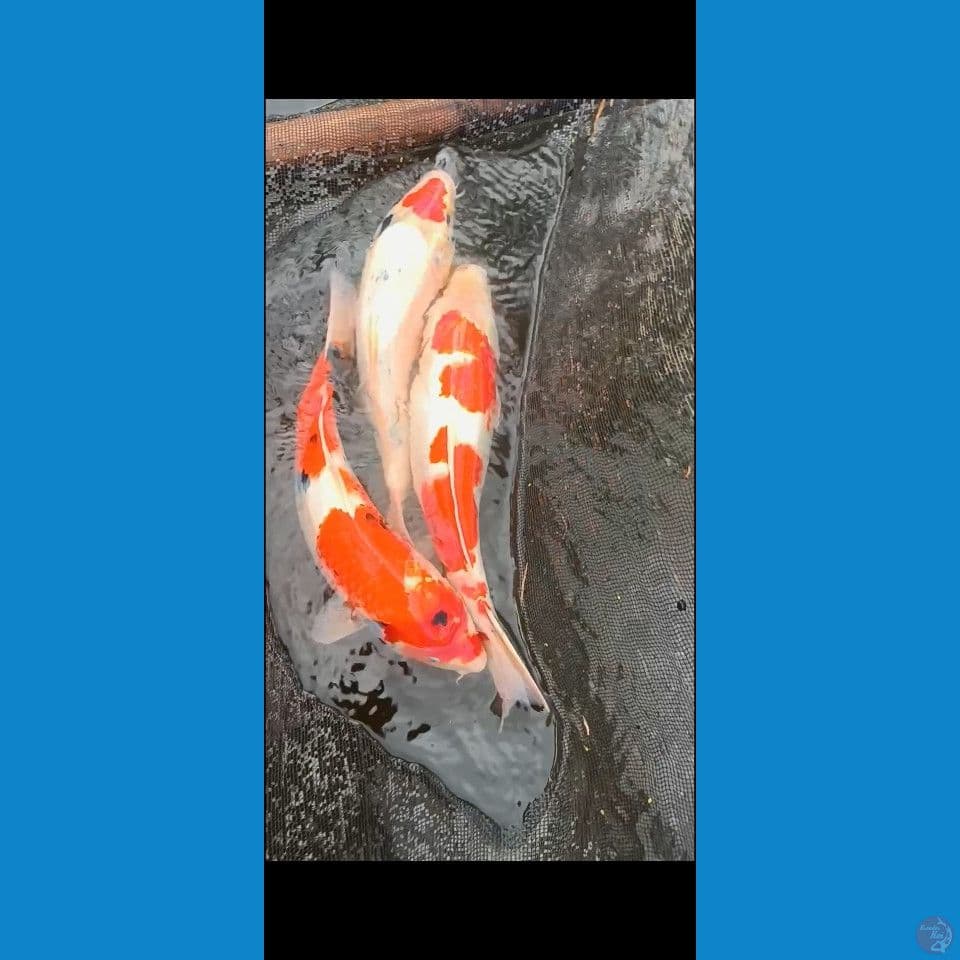 Jumbo 44-47cm 3 ekor