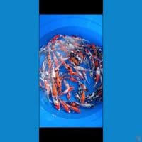 showa shiro mix 15-20cm 90ekor