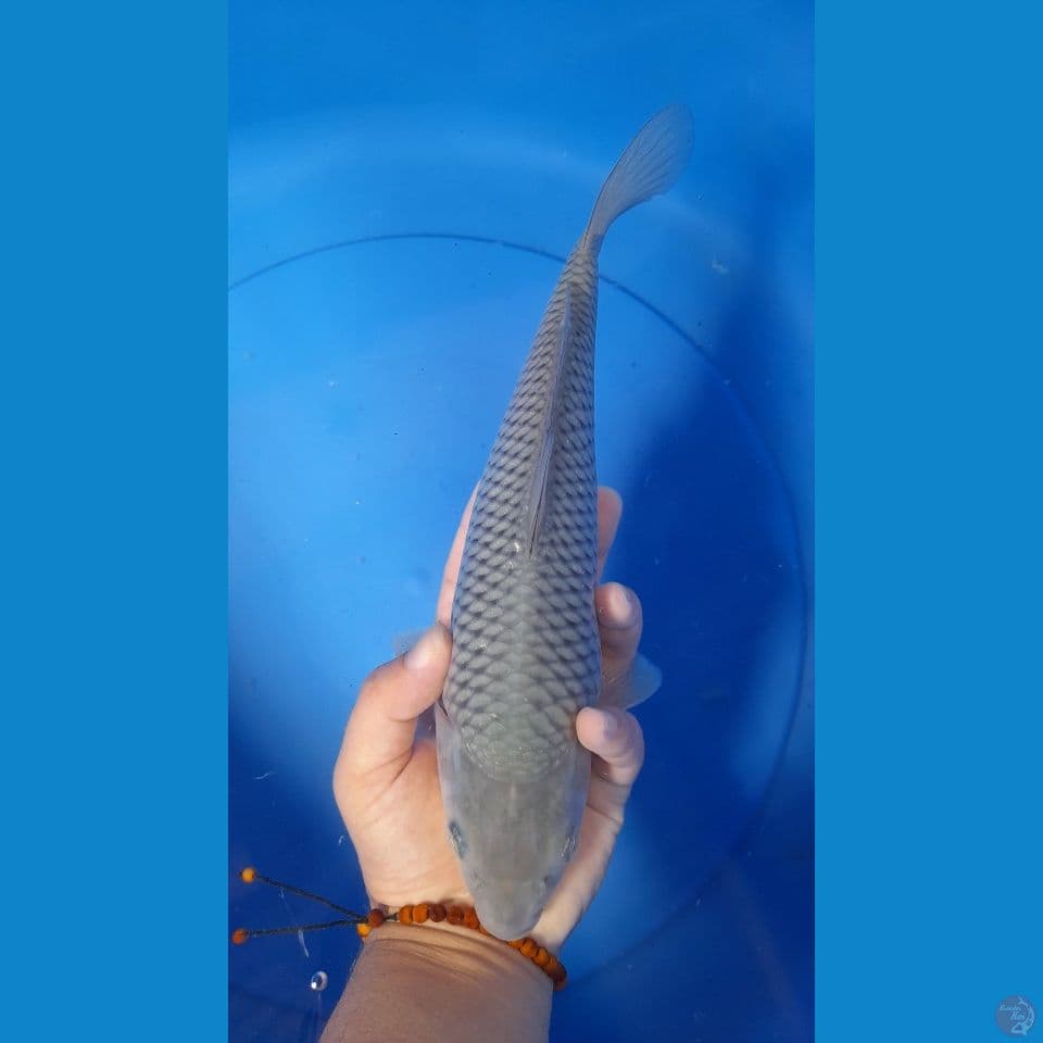 26CM SORAGOI BERPUNUK