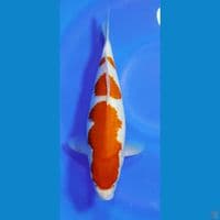 KOHAKU STEP 3 33 CM 