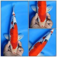 Taisho Sanke 32CM