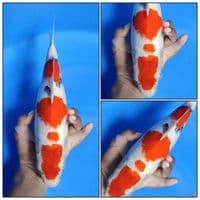 TAISHO SANKE 32CM