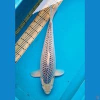 60cm Mizu Asagi Female