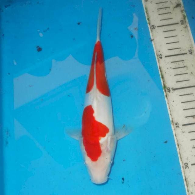 NIDA KOHAKU MERONA