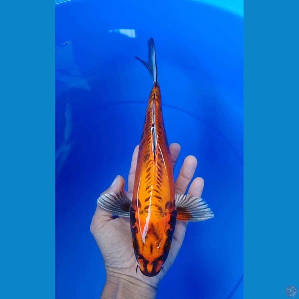beny kiko 30cm
