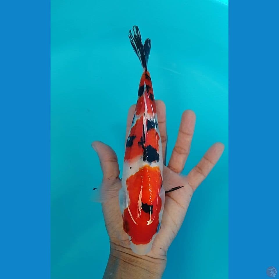 sanke 23cm