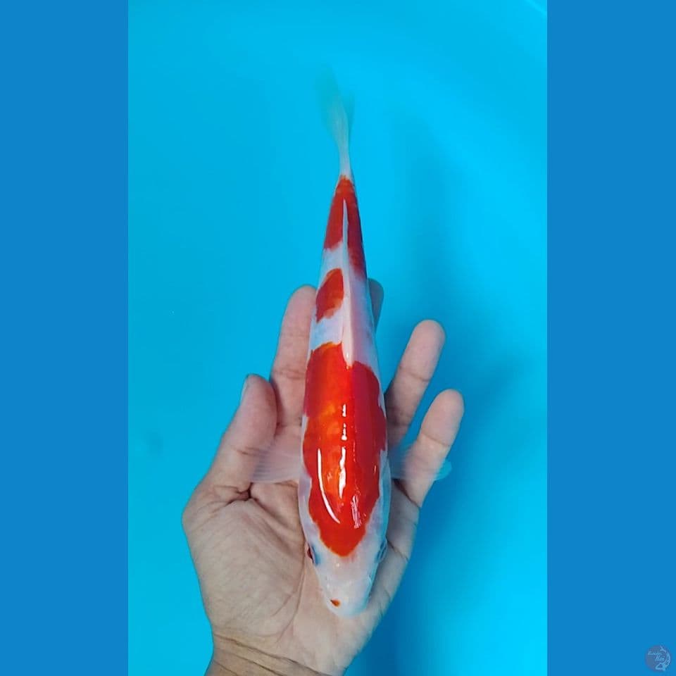kohaku doitsu original 24 cm