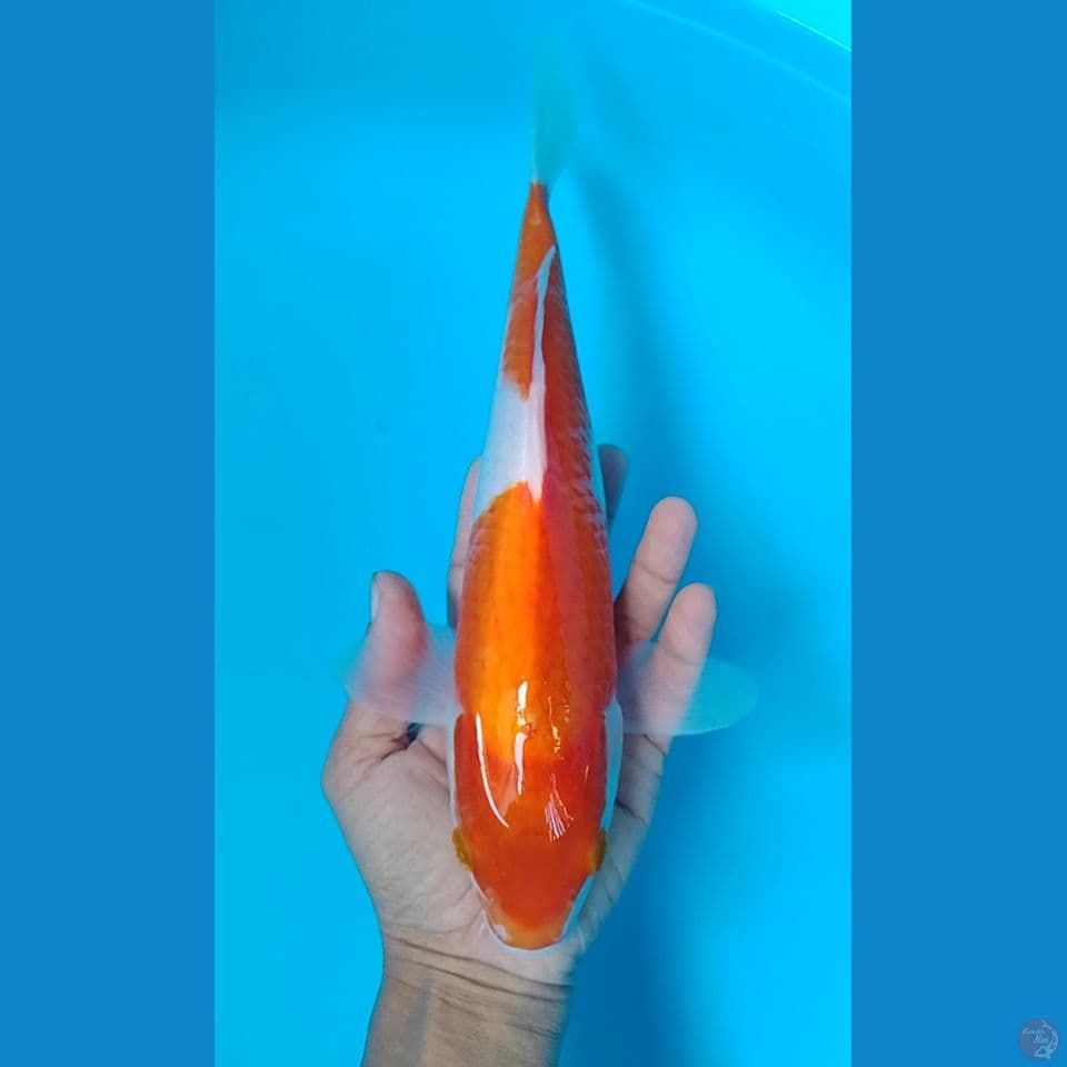 kohaku bahan cat 31cm