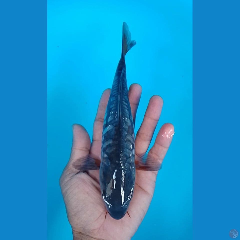 doitsu aragoke 22cm