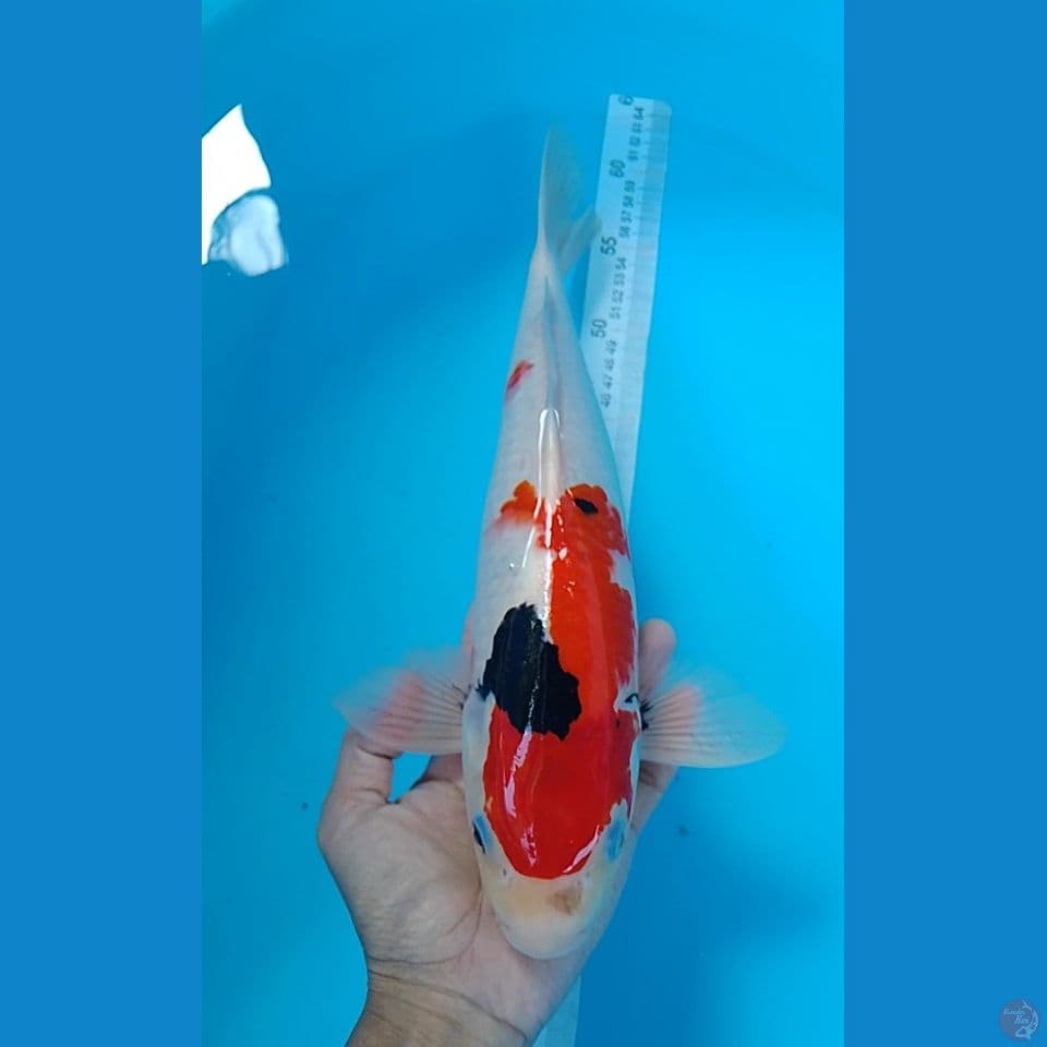 konday showa 39cm.m