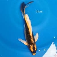 KUMPAY KABUTO 31CM
