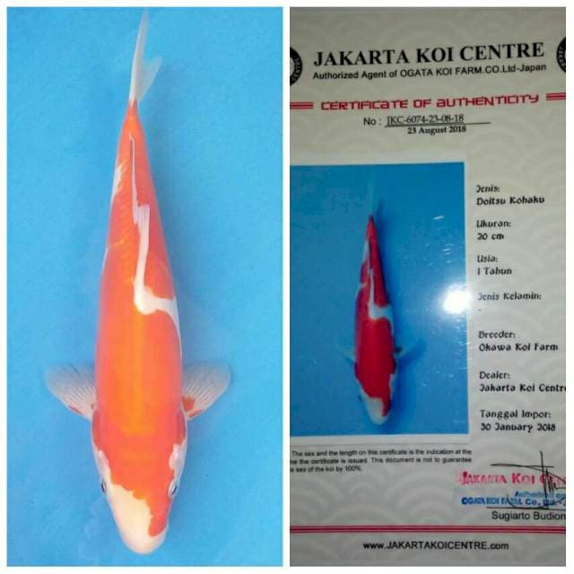 Okawa Kohaku Doitsu