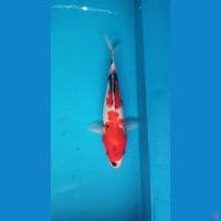 showa,25cm