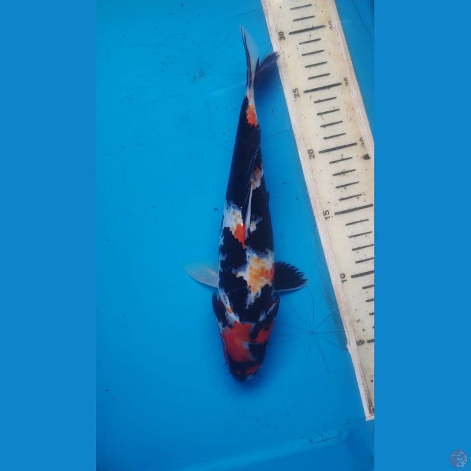 showa, 25cm