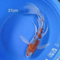 JUMBO GOSHIKI KUMPAY 37CM