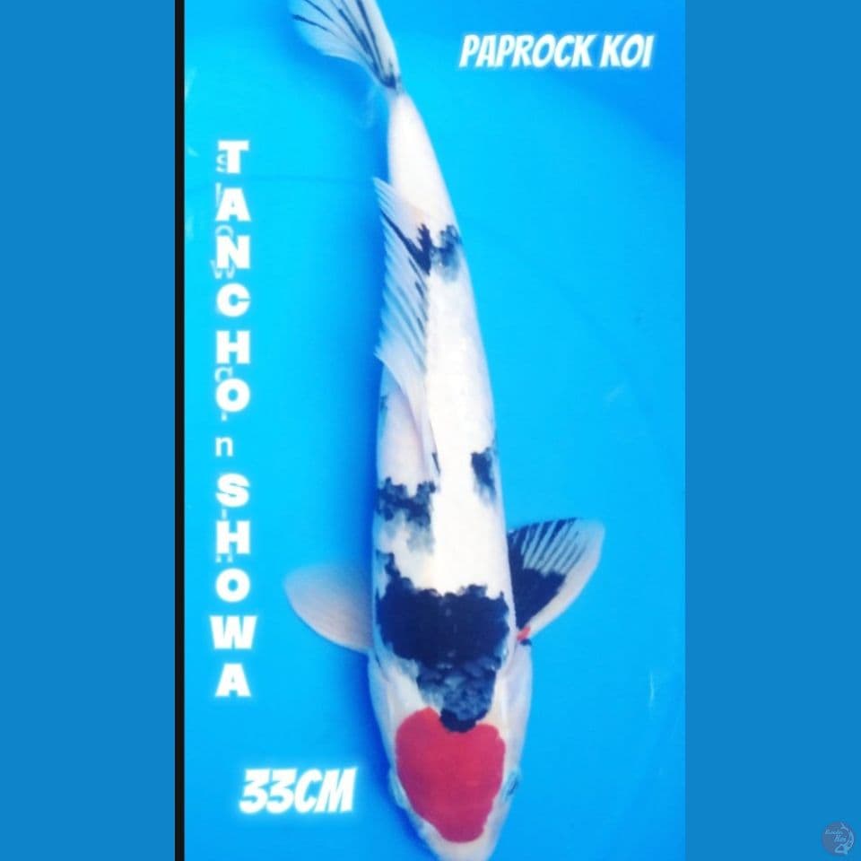TANCHO SHOWA 33cm