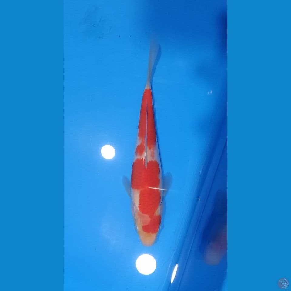 kohaku