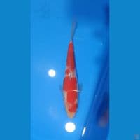 kohaku