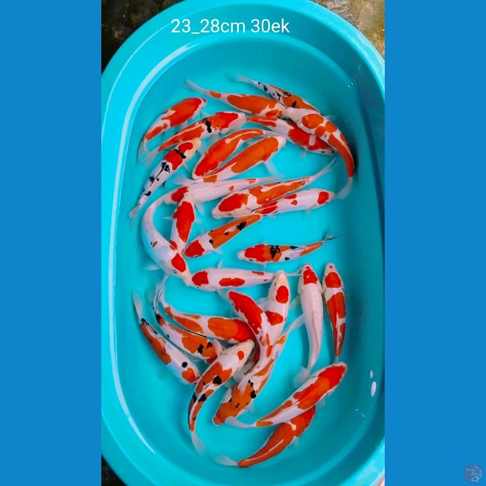 doitsu ciamik 23_28cm 30ek