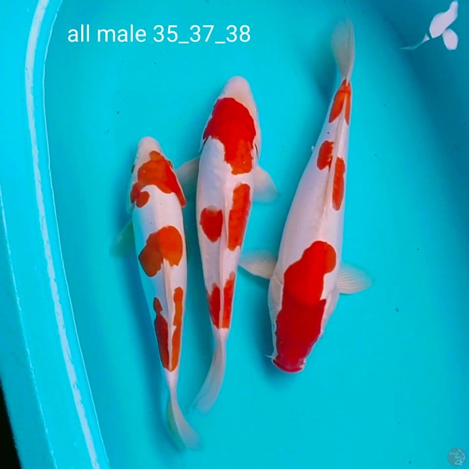 all male ori 35_37_38cm