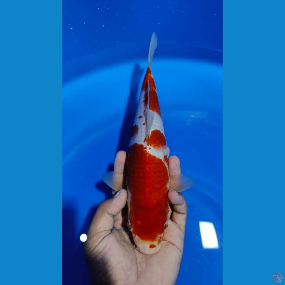 kohaku HQ 29cm