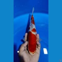 kohaku HQ 29cm