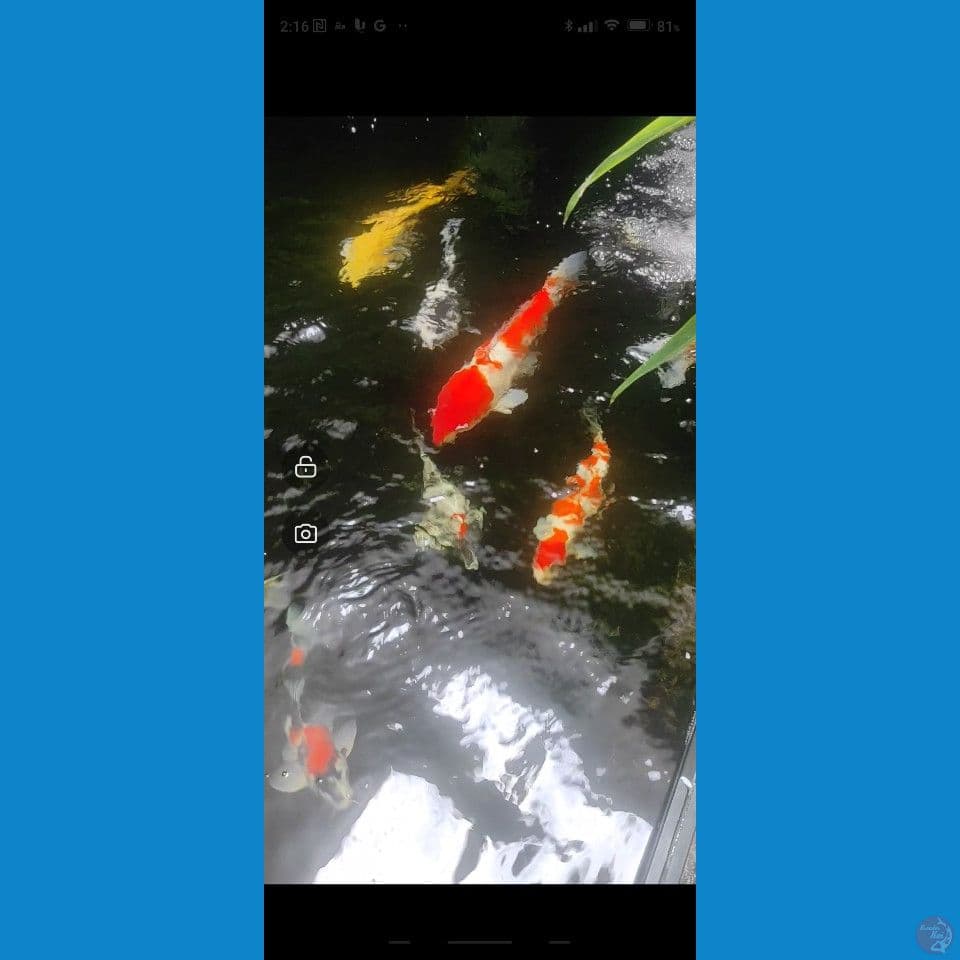 Mixed Koi Inport dan lokal