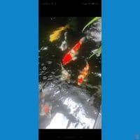 Mixed Koi Inport dan lokal