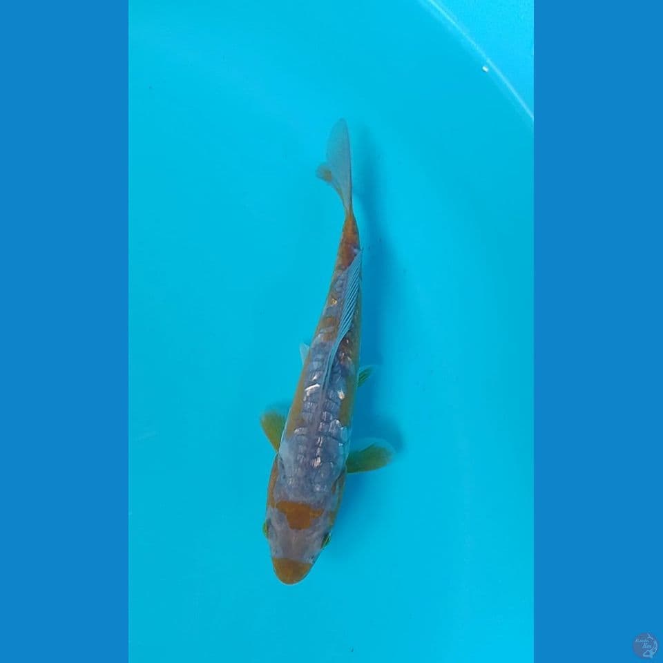 aragoke midori  : 20 cm 