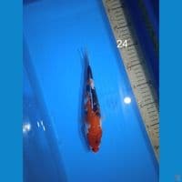 showa 24cm