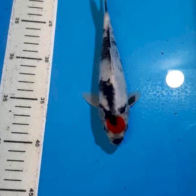 TANCHO SHOWA 20 CM