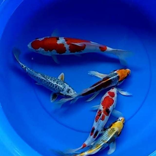 Paket Isi Kolam Cantik