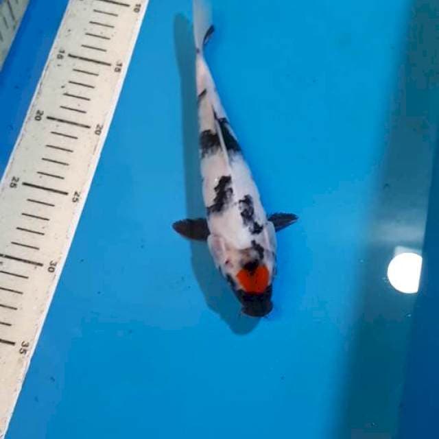 TANCHO SHOWA 22 CM