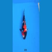 showa 22cm