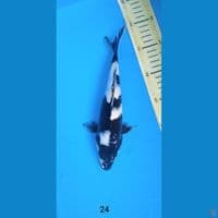 shiro 24cm